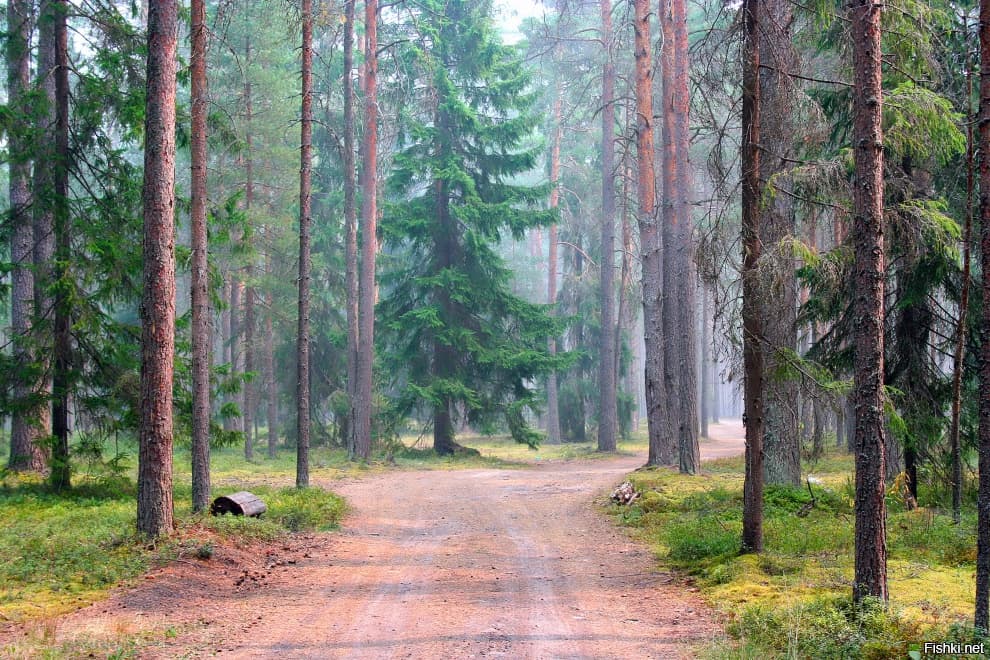 Сосновый лес поселка